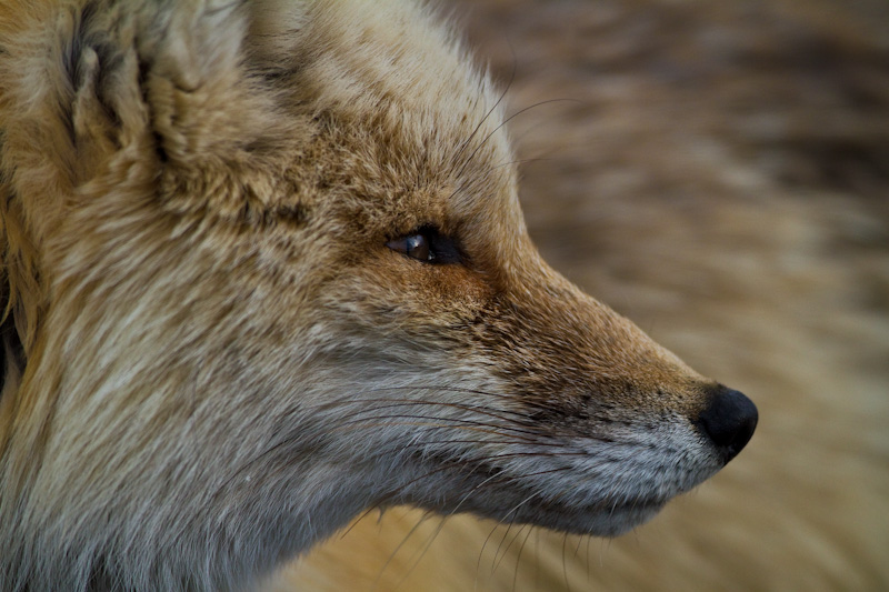 Red Fox